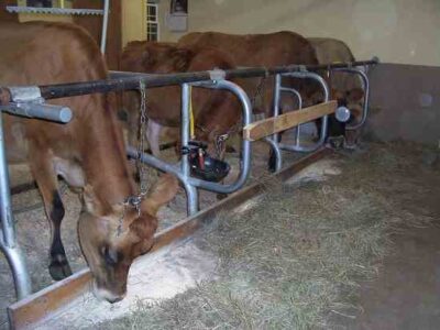 The Use of Tie Stalls and Stanchions as a Means of Restraint for Dairy Cattle Image